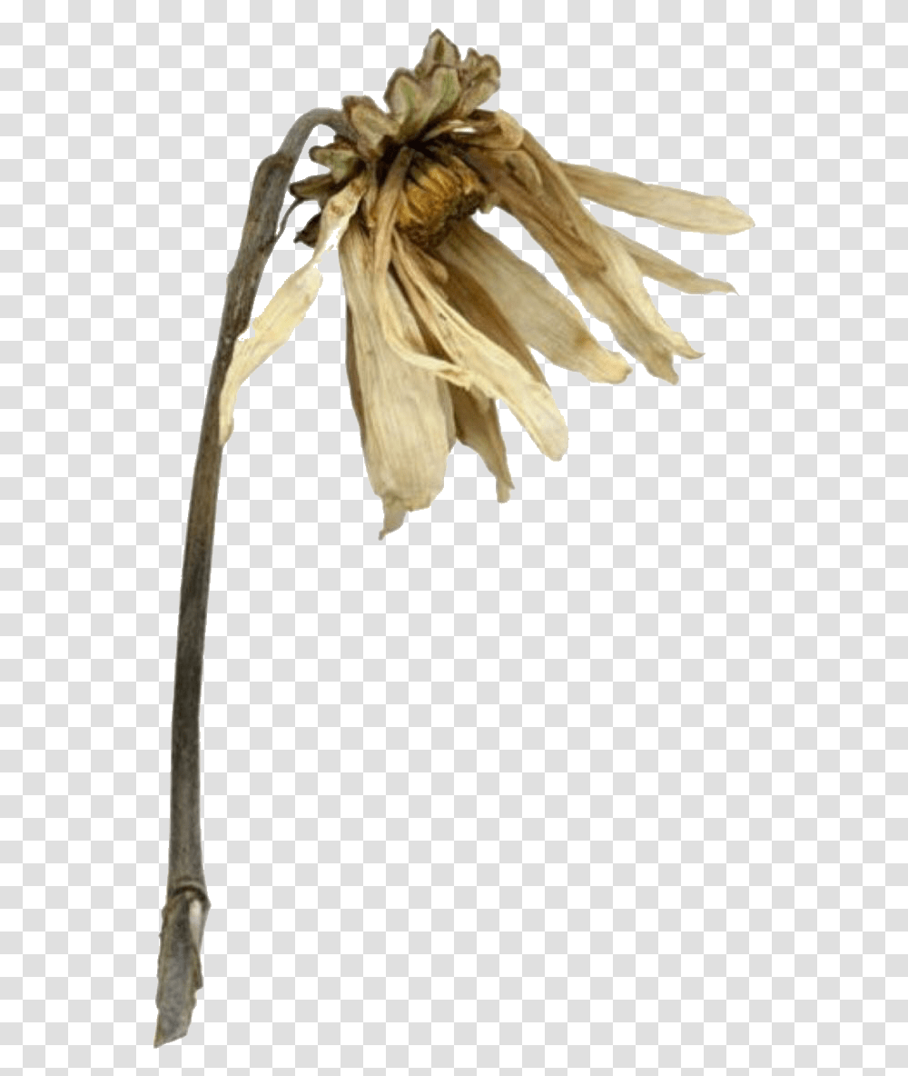 Background Wilting Plant, Flower, Petal, Bud, Sprout Transparent Png