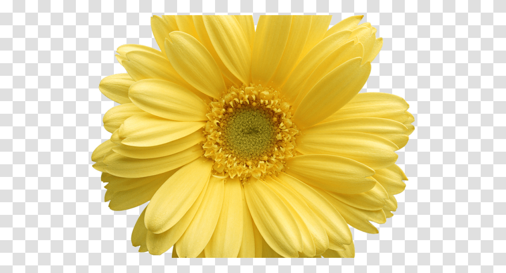 Background Yellow Daisy, Plant, Flower, Blossom, Daisies Transparent Png