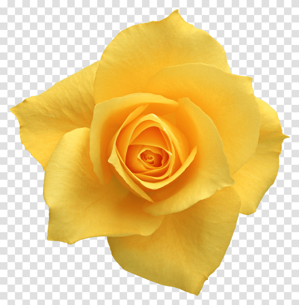 Background Yellow Rose Clip Art, Plant, Flower, Blossom, Petal Transparent Png