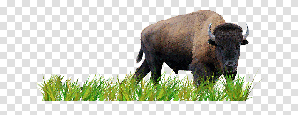 Backgrounds Prairie Activity Grass, Mammal, Animal, Bison, Wildlife Transparent Png