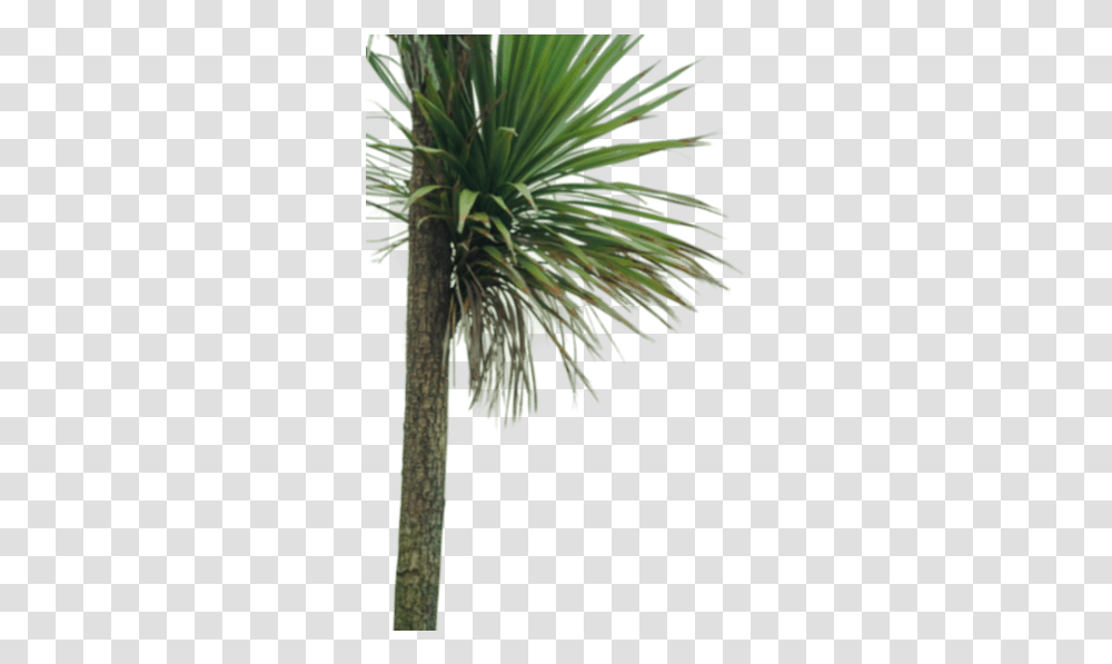 Backgrounds Pond Pine, Plant, Tree, Palm Tree, Arecaceae Transparent Png