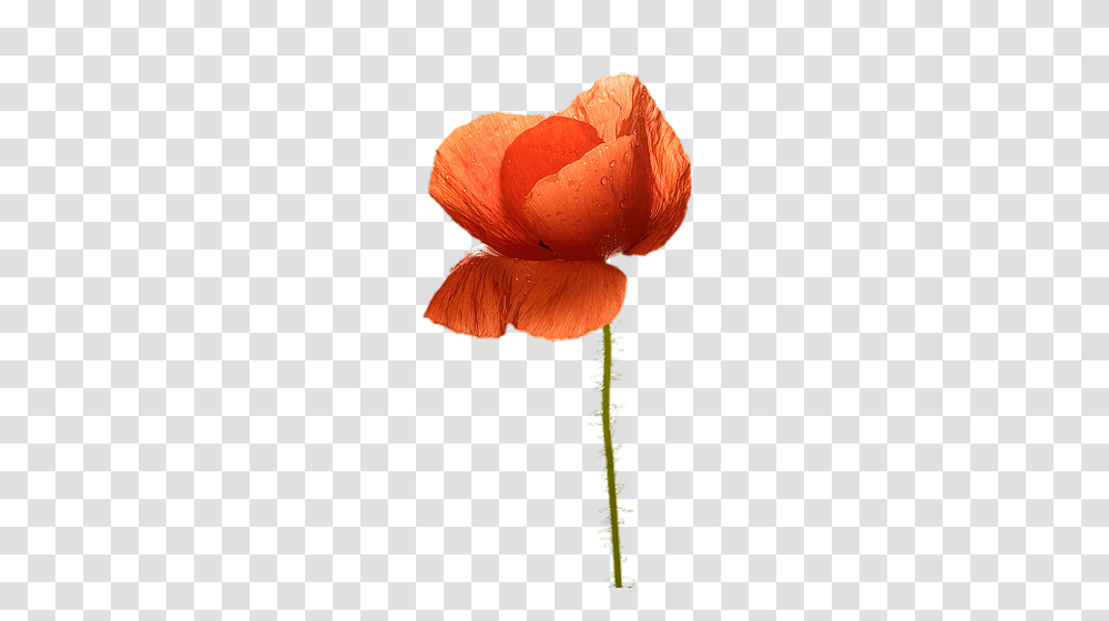 Backgrounds Psp And Flower, Plant, Blossom, Fungus, Poppy Transparent Png