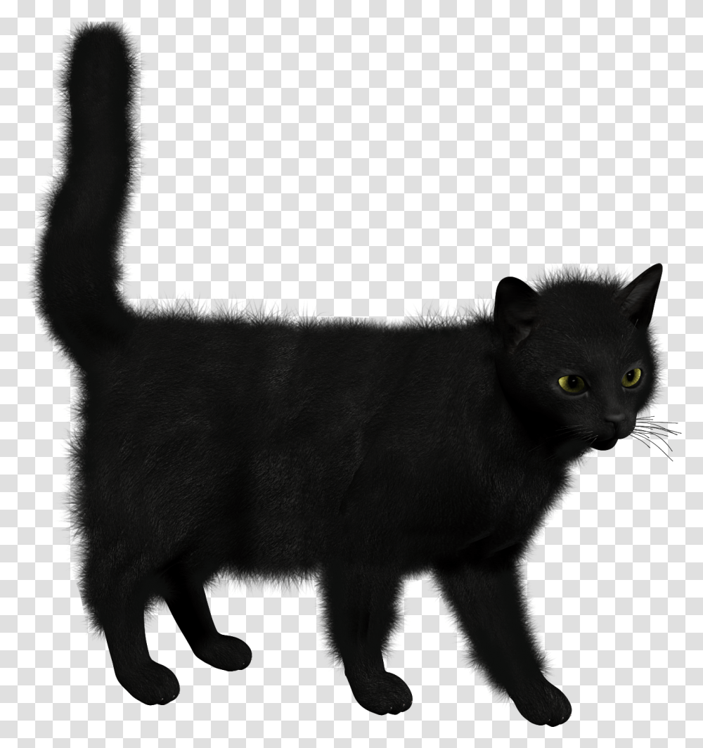 Backgrounds V Chernaya Koshka Na Prozrachnom Fone, Black Cat, Pet, Mammal, Animal Transparent Png