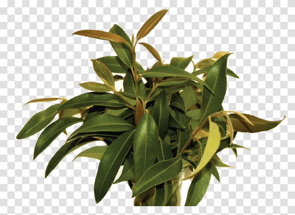 Backhousia Citriodora Leaves, Leaf, Plant, Flower, Blossom Transparent Png