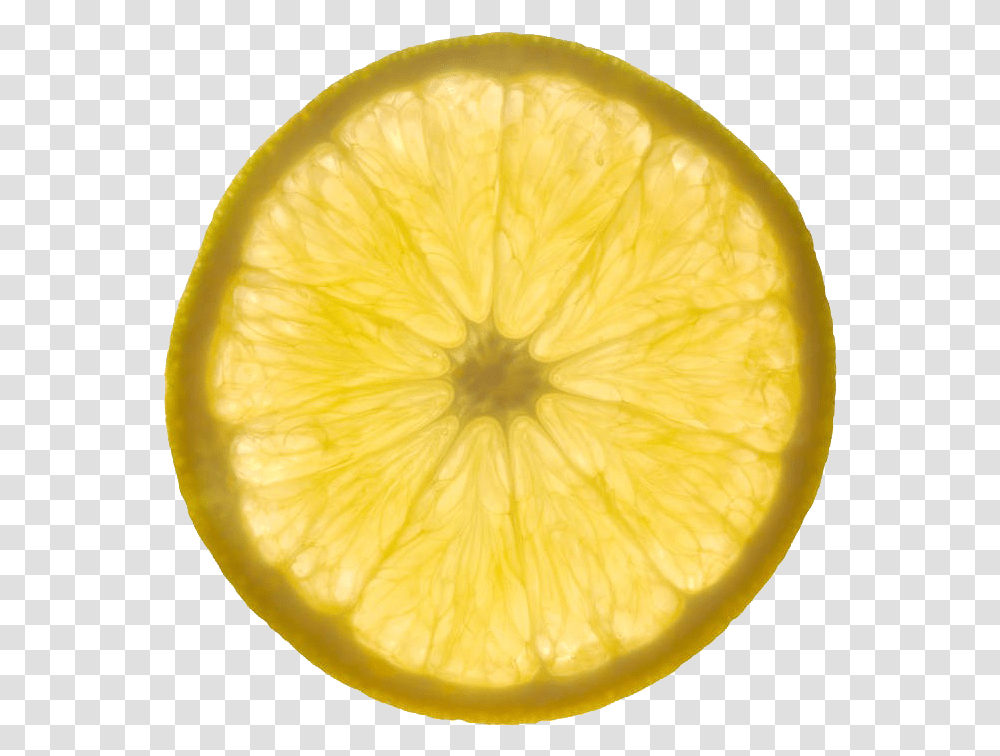 Backlit Lemon Slices Download Lime Slice, Citrus Fruit, Plant, Food, Sliced Transparent Png