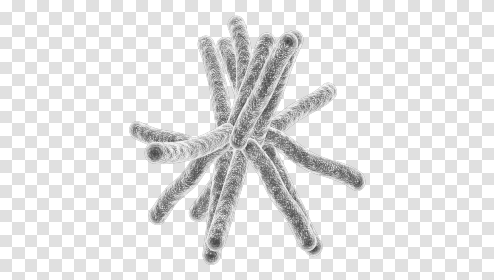Bacteria Bacteria On Background, Sea Life, Animal, Invertebrate, Person Transparent Png