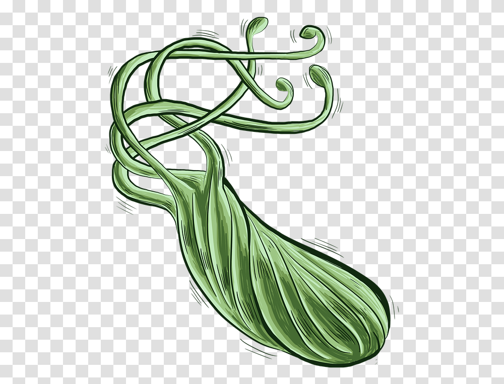 Bacteria Bacterium Heliobacter Helicobacter, Plant, Produce, Food, Graphics Transparent Png
