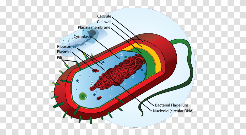 Bacteria Cell Icons Prokaryotic Cell Diagram, Plot, Outdoors, Label Transparent Png