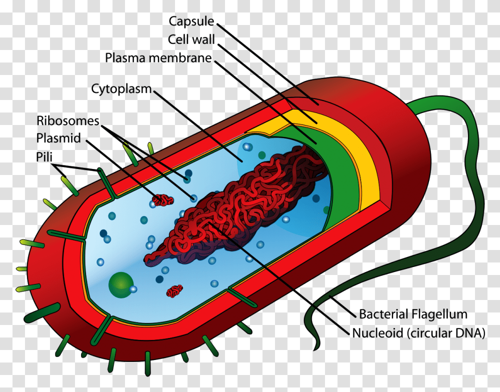 Bacteria Cell Structure, Bottle, Beverage, Drink, Alcohol Transparent Png