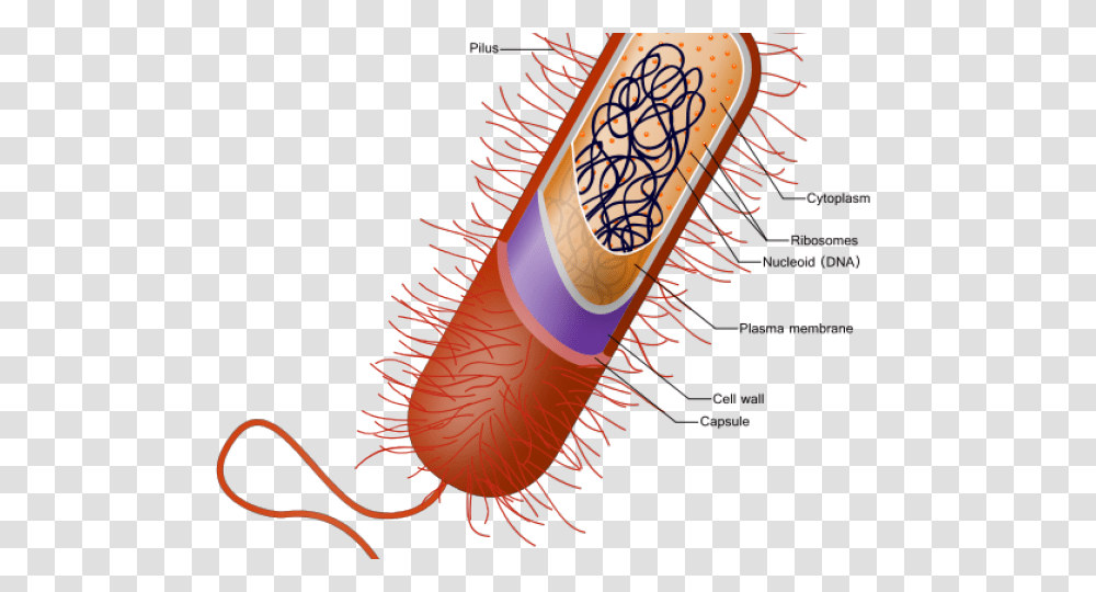 Bacteria Clipart Prokaryotic Cell, Medication, Pill, Label Transparent Png