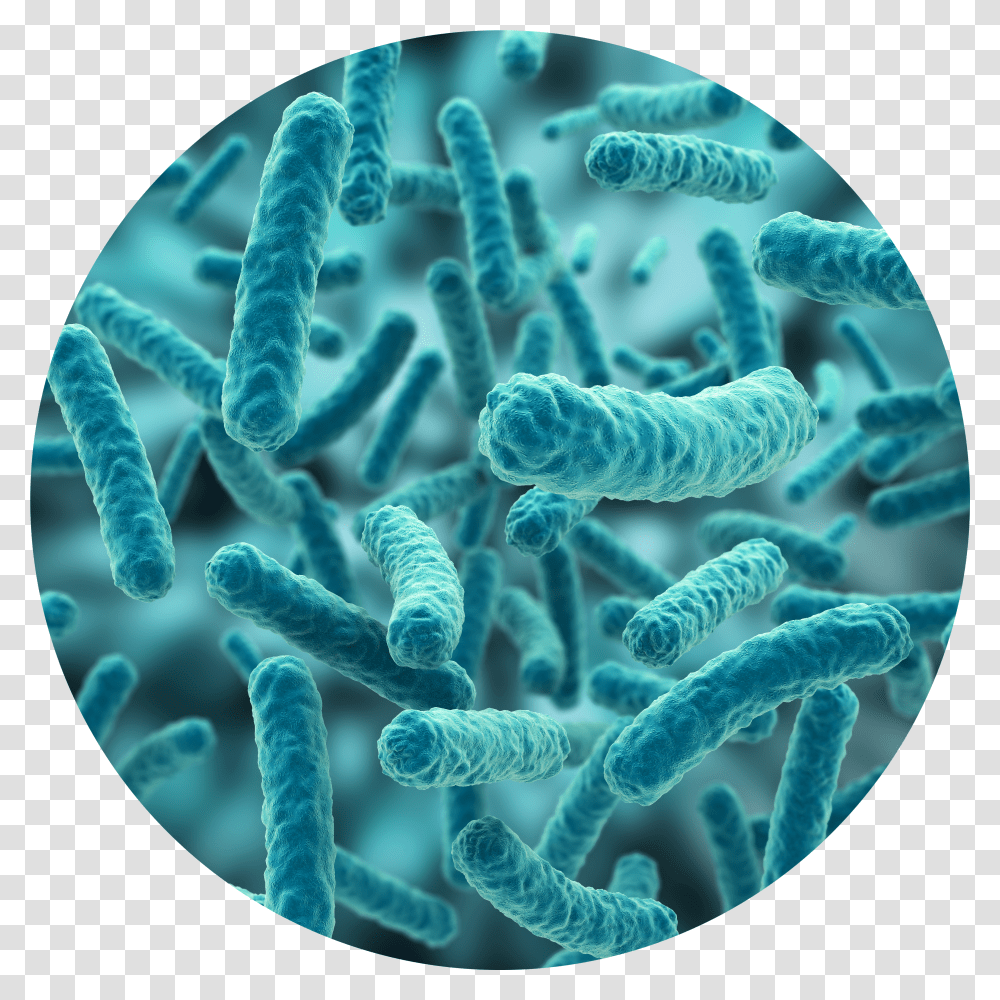 Bacteria Hd Bacteria Transparent Png