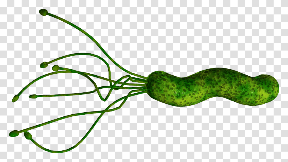 Bacteria Helicobacter Bug, Plant, Snake, Reptile, Animal Transparent Png