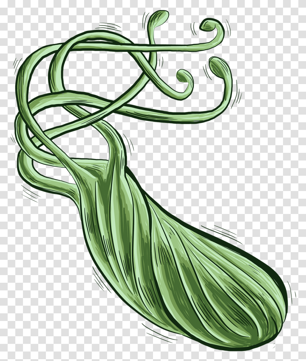 Bacteria Helicobacter Pylori, Plant, Produce, Food, Vegetable Transparent Png