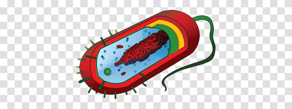 Bacteria Image Arts, Animal, Pencil Box, Food, Sled Transparent Png