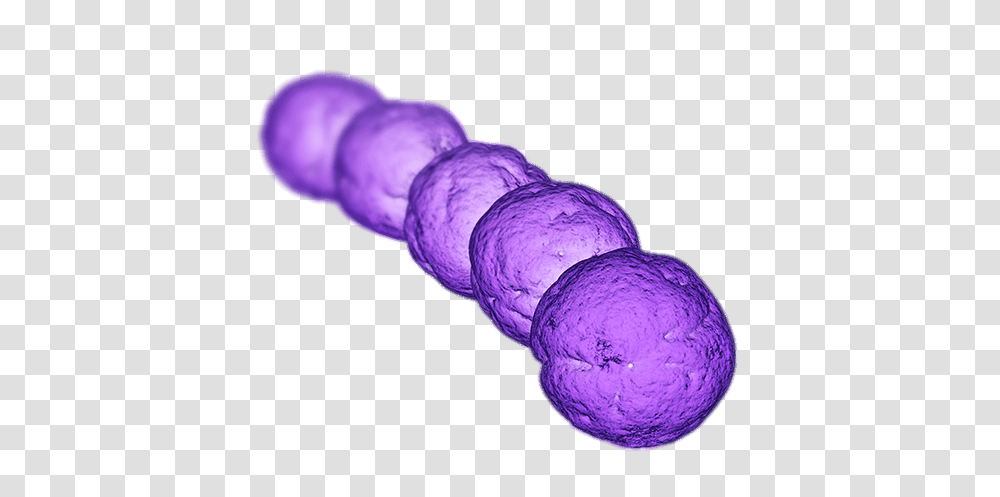 Bacteria Images Streptococcus Bacteria, Sphere, Purple, Plant, Bush Transparent Png