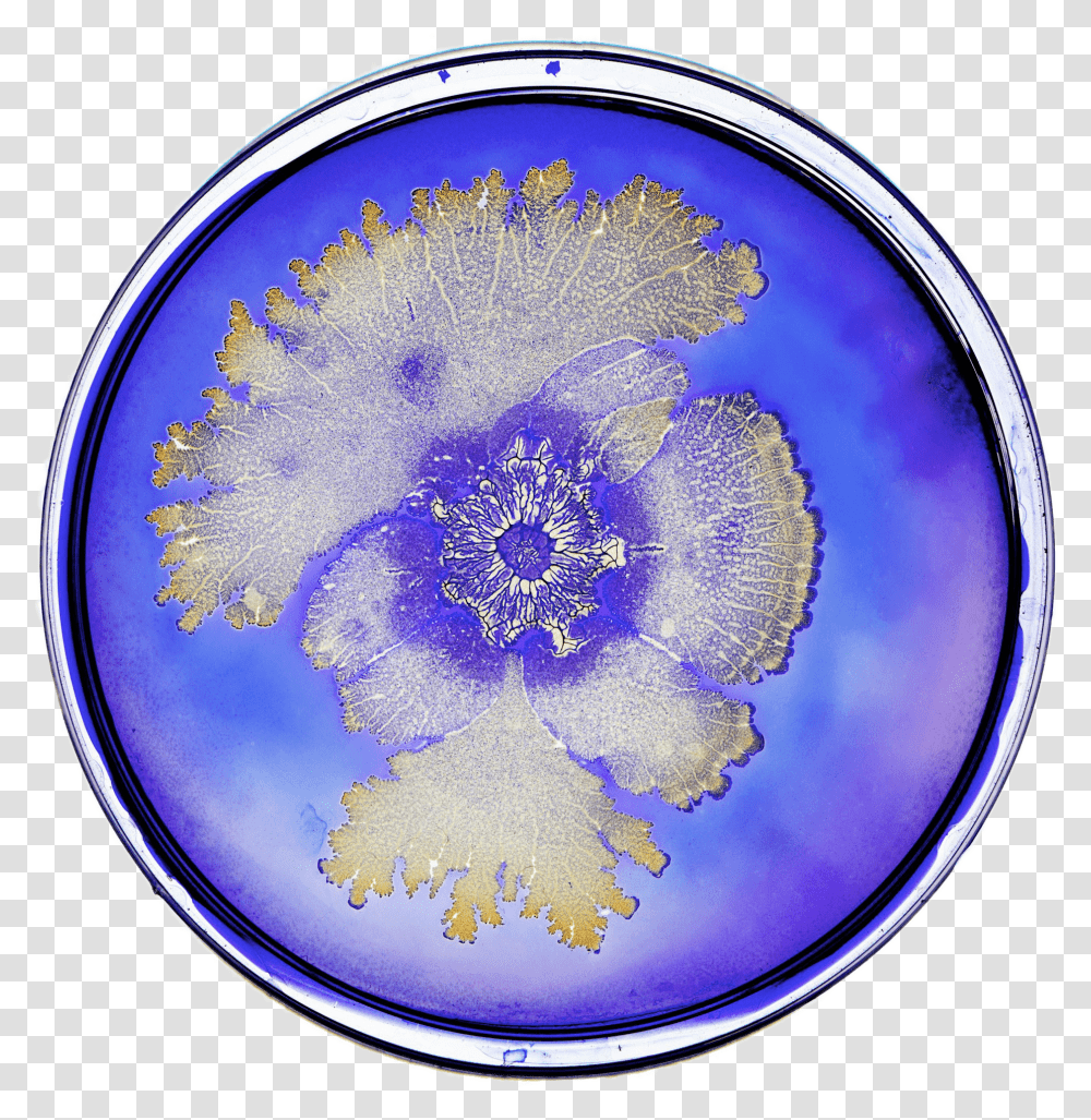 Bacteria In Petri Dish Bacteria, Ornament, Pattern, Fractal, Sphere Transparent Png