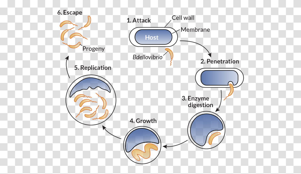Bacteria Inline Life Cycle Of Bdellovibrio Bacteriovorus, Number, Video Gaming Transparent Png