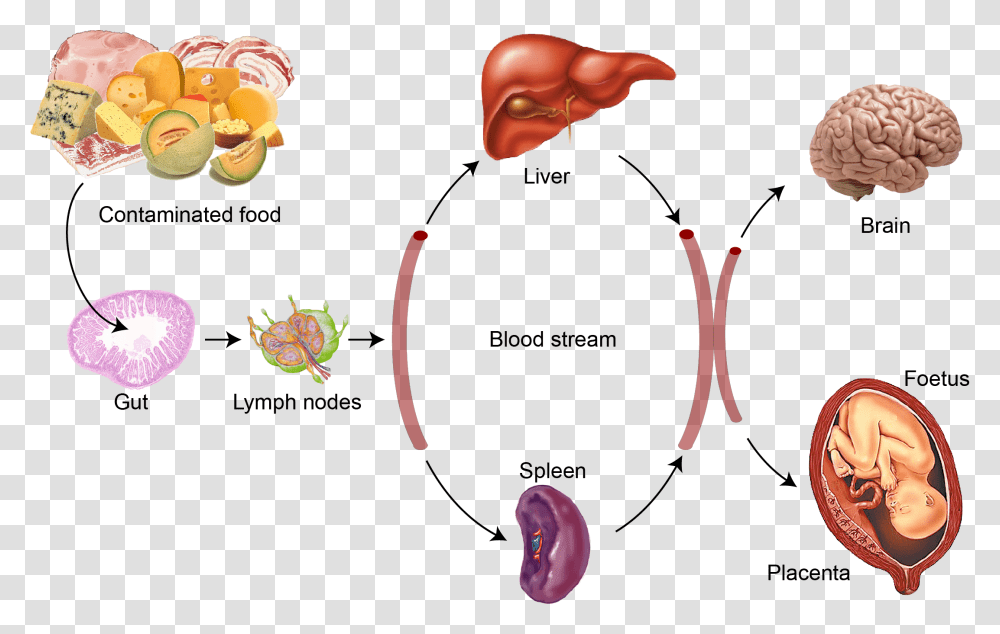 Bacteria Listeria Listeria Monocytogenes Food, Diagram, Plot, Mouth, Lip Transparent Png