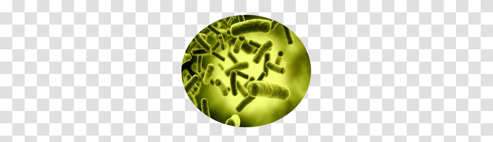 Bacteria, Meal, Food, Dish, Plant Transparent Png