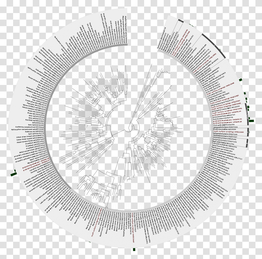 Bacteria Phylogenetic Treesvg Wikimedia Commons Bacteria Phylogenetic Tree, Text, Plant, Photography, Vegetation Transparent Png