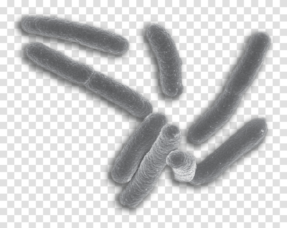 Bacteria, Plant, Food, Rug, Peel Transparent Png