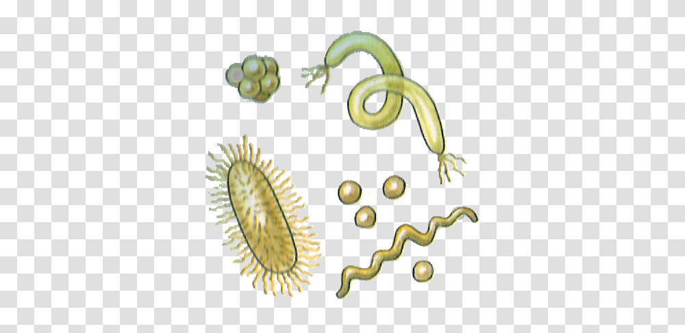 Bacteria, Plant, Produce, Food, Seed Transparent Png