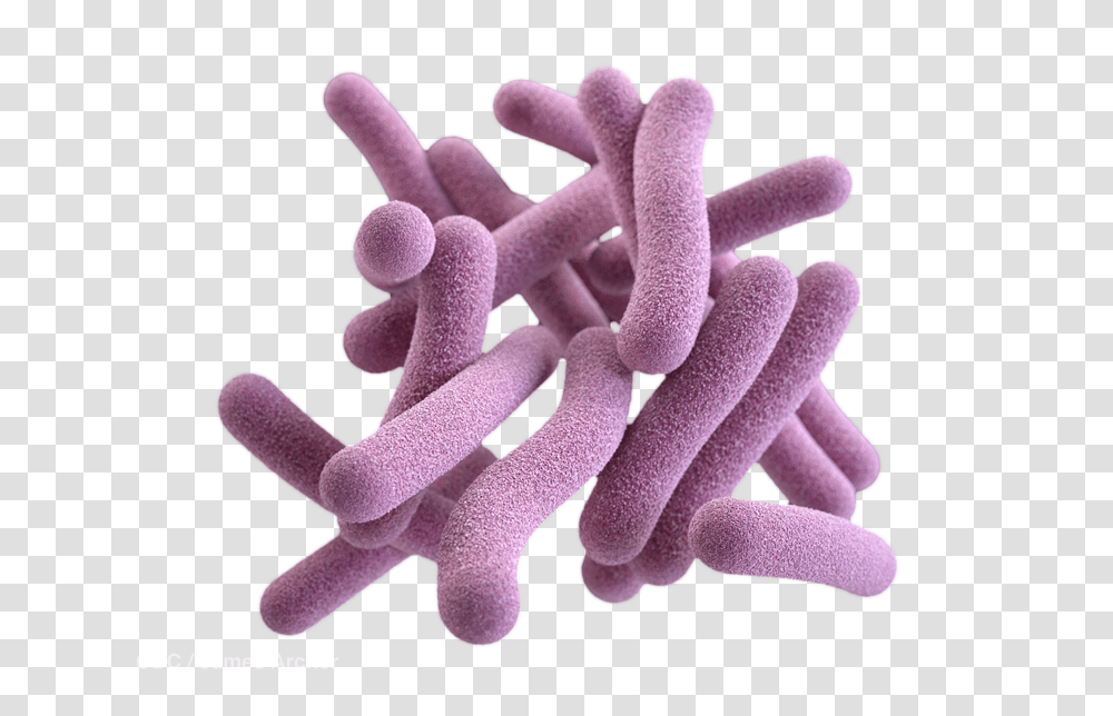 Bacteria, Reef, Sea Life, Animal, Outdoors Transparent Png