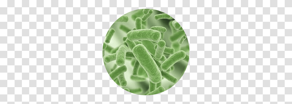 Bacteria, Sweets, Food, Confectionery, Plant Transparent Png