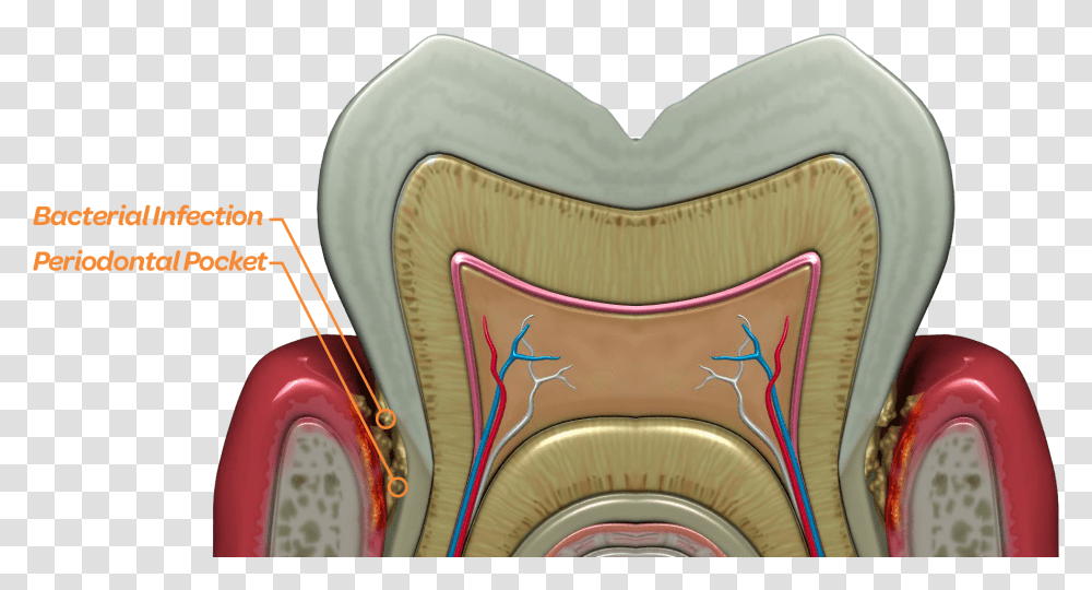 Bacteria Thrive Deep Below The Gum Line In The Periodontal Tooth, Cushion, Leisure Activities, Tire, Pattern Transparent Png