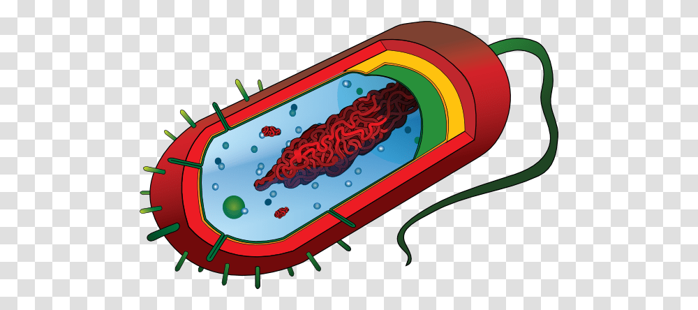 Bacterial Cell No Labels Clip Art, Food, Meal, Sled Transparent Png