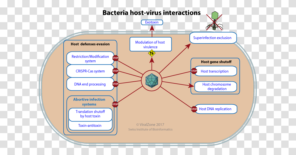 Bacterial Defense Against Viruses, Diagram, Word, Plot Transparent Png