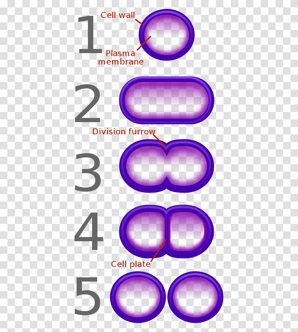 Bacterial Fission Simple Binary Fission Diagram, Number, Alphabet Transparent Png