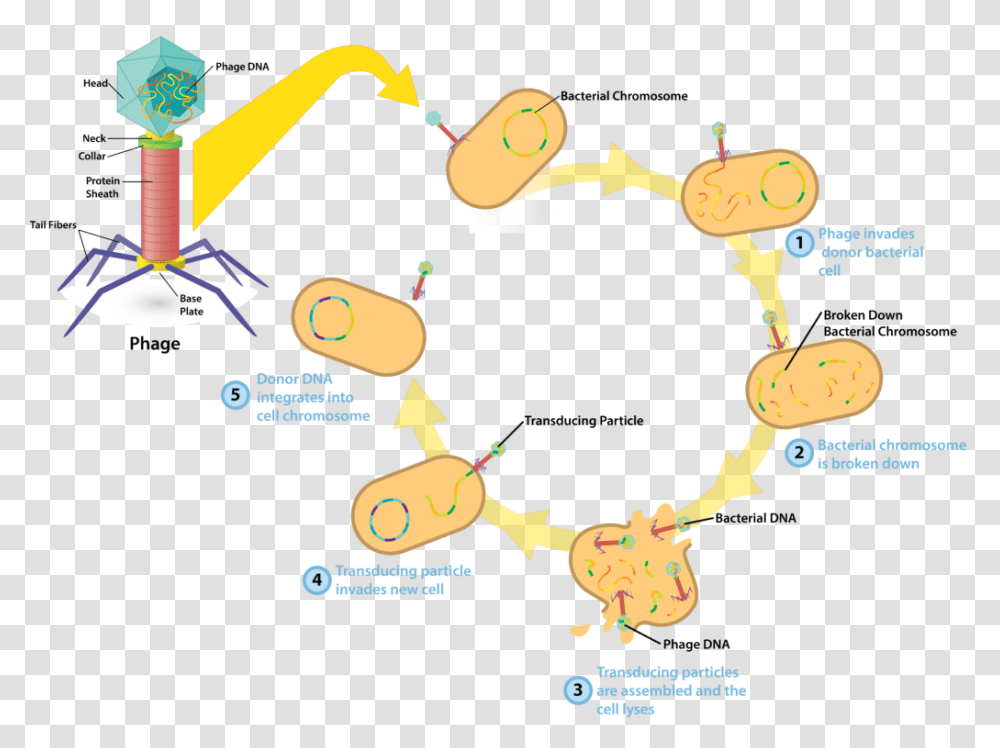 Bacteriophage V4 Transduction Of Bacterial Cells, Crowd, Angry Birds, Audience Transparent Png