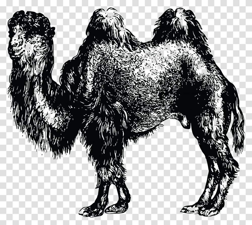 Bactrian Camel Download Camel, Silhouette, Mammal, Animal, Wildlife Transparent Png