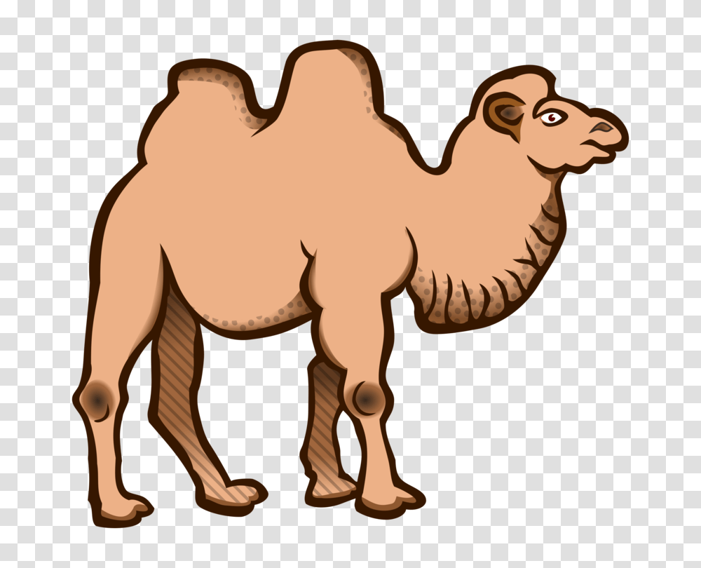 Bactrian Camel Dromedary Cartoon Download Drawing, Mammal, Animal Transparent Png
