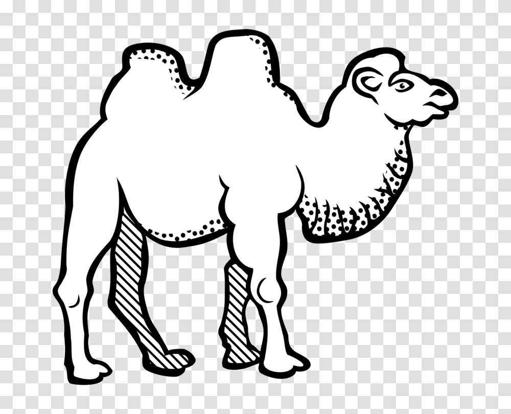 Bactrian Camel Line Art Drawing Black And White Coloring Book Free, Mammal, Animal, Horse Transparent Png