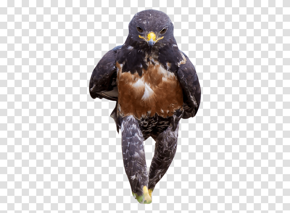 Badass Hawk, Buzzard, Bird, Animal, Vulture Transparent Png