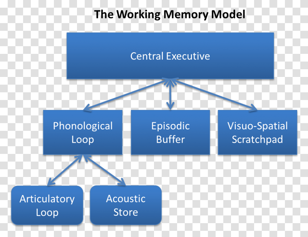 Baddeley And Hitch S Working Memory Model Baddeley Hitch Model Of Working Memory, Sphere, Network, Nature, Outdoors Transparent Png