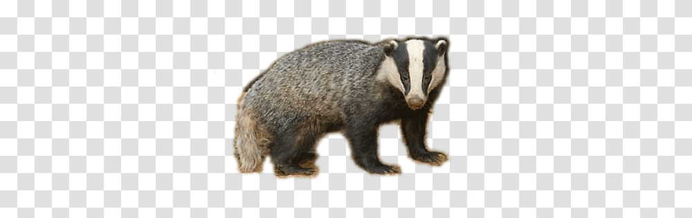 Badger, Animals, Pig, Mammal, Wildlife Transparent Png