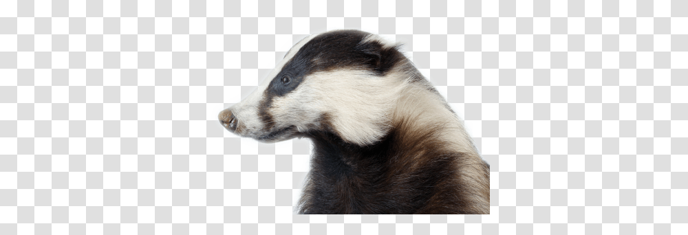 Badger, Animals, Wildlife, Mammal, Dog Transparent Png