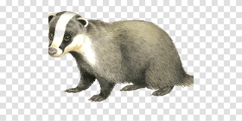 Badger, Animals, Wildlife, Mammal, Pig Transparent Png