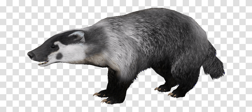 Badger Badger, Mammal, Animal, Bear, Wildlife Transparent Png