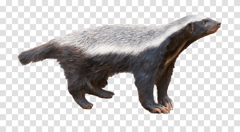 Badger Honey Badger, Wildlife, Animal, Mammal, Bear Transparent Png