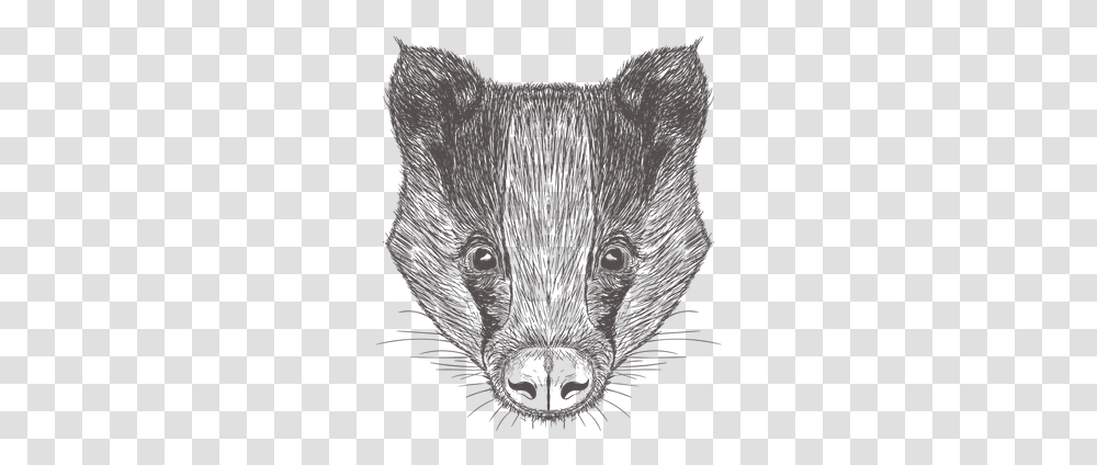 Badger Illustration Tasmanian Devil, Animal, Bird, Mammal, Waterfowl Transparent Png