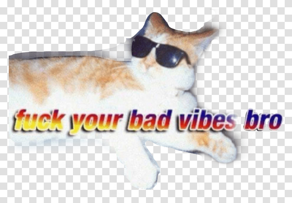 Badvibes Badvibesforever Cat Sunglasses Meme Funny Fuck You Bad Vibes Bro, Mammal, Animal, Dog, Pet Transparent Png