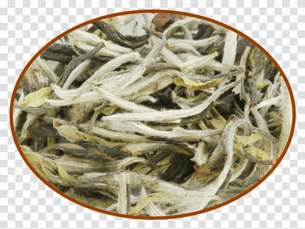 Bai Mu Dan White Tea, Plant, Produce, Food, Sprout Transparent Png