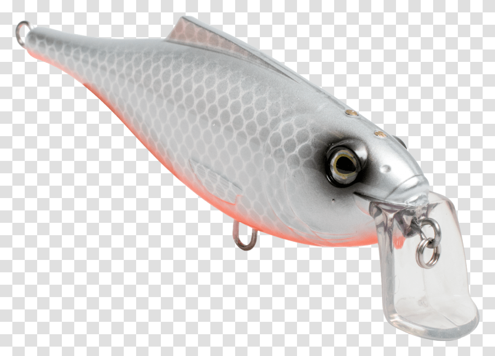 Bait Fish, Fishing Lure, Animal, Sea Life Transparent Png