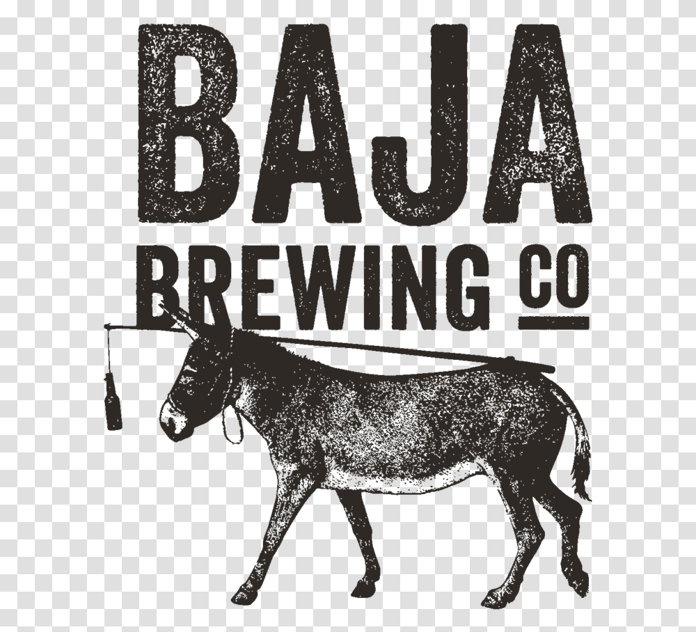 Baja Brewing Co Baja Brewing, Foal, Horse, Mammal, Animal Transparent Png