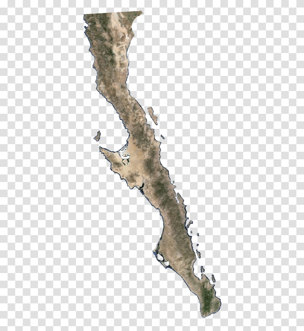 Baja California Mapa, Bird, Animal, Diagram, Plot Transparent Png