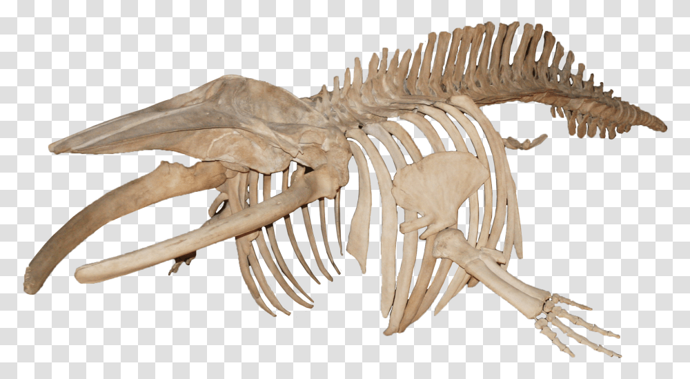 Balanoptera Acutorostrata Minke Whale Whale Skeleton, Dinosaur, Reptile, Animal, Fossil Transparent Png